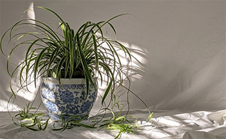 Spider Plant