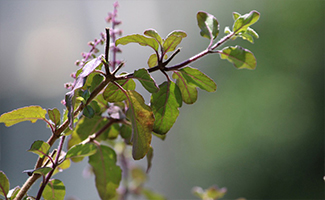 Tulsi Plant
