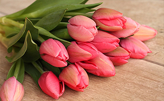 Tulips