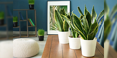 air purifying plants