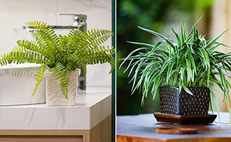 air-purifying plants for home