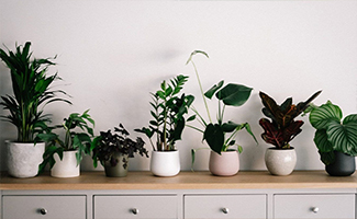 Pollution-fighting plants