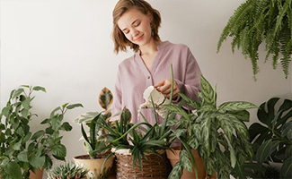 air-purifying plants care