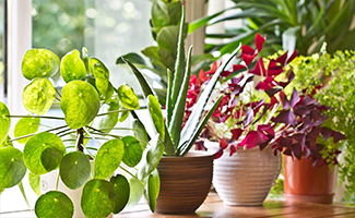 air-purifying plant benefits