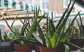 Aloe Vera