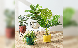 Potted Plant