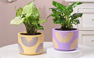 Indoor Plants Duo