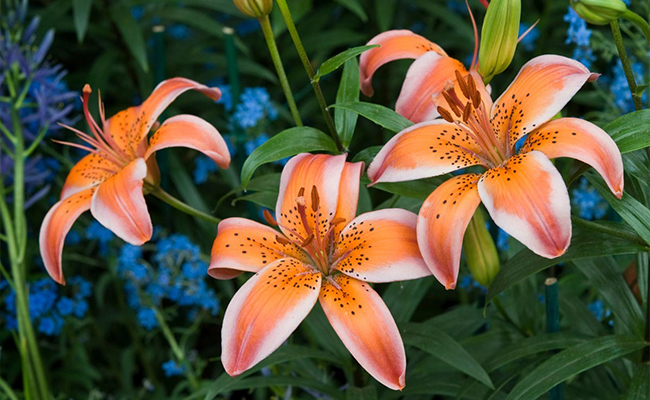 Lilies
