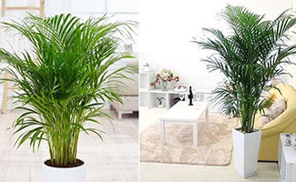 Bamboo Palm