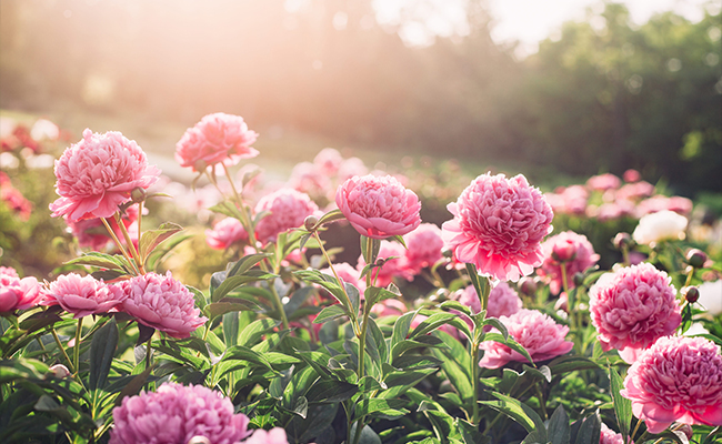 Peonies
