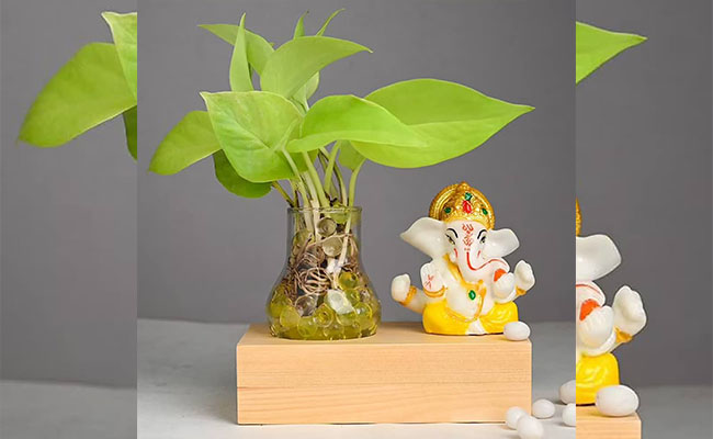 Plants and God Idols