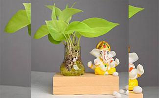 Plants and God Idols Plants and God Idols