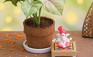Plants and Idols