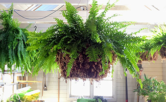 Boston Fern