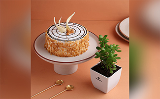 Cake and Plant for Valentine’s Day Gift