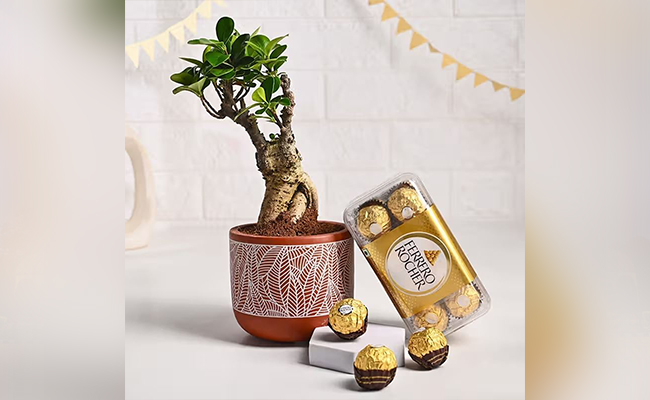 Plant and Chocolates for Valentine’s Day Gift