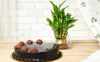 Plants with Chocolates Combo