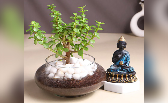 Plants with God Idols Combo