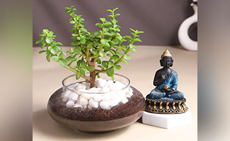Plants with God Idols Combo