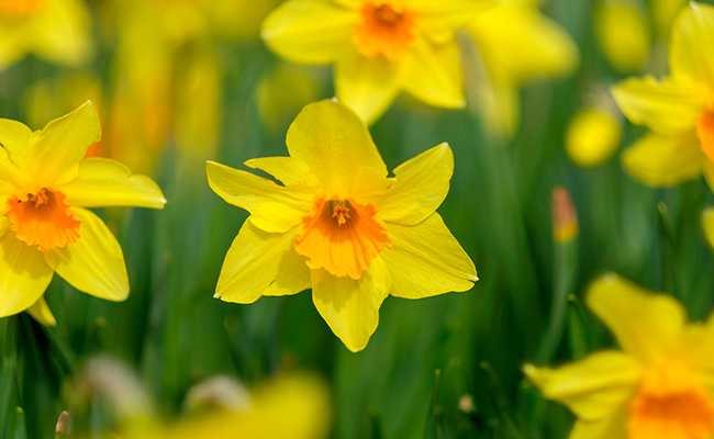 Daffodils