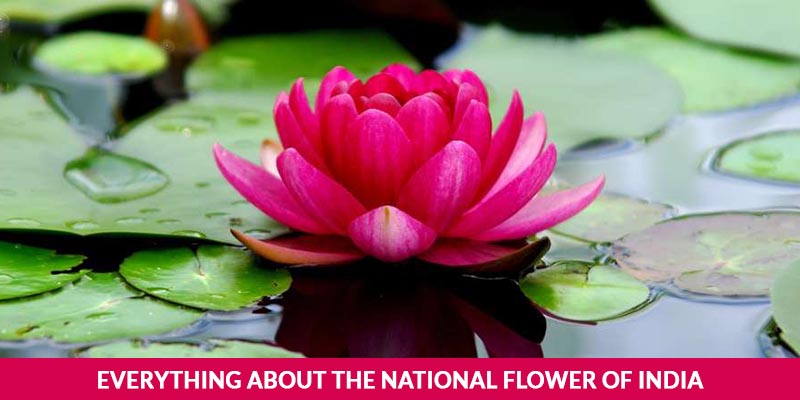 India Lotus Flower National Flower Of India Lotus An Essay