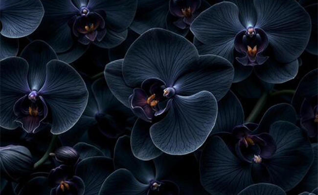 Black Orchids