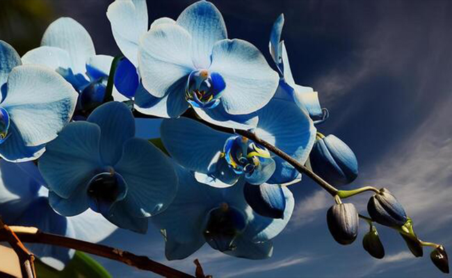 Blue Orchids - Rarity. Uniqueness