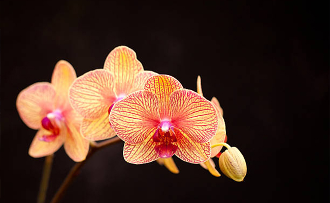 Orange Orchids - Enthusiasm. Pride