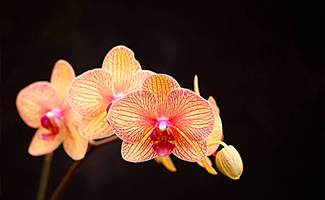 Orange Orchids - Enthusiasm. Pride
