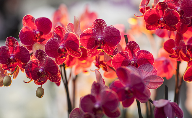 Pink Orchids - Grace. Feminity