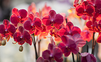 Pink Orchids - Grace. Feminity