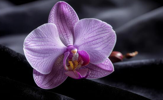 Purple Orchids - Royalty. Respect