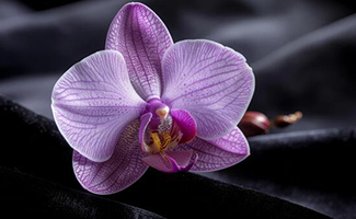 Purple Orchids - Royalty. Respect