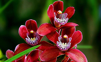 Red Orchids