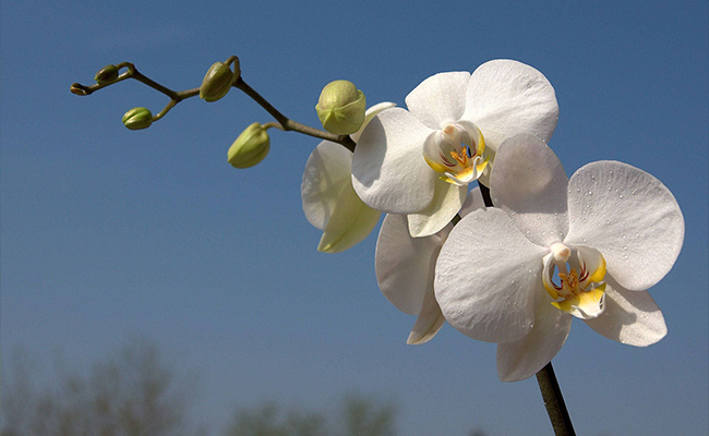 White Orchids