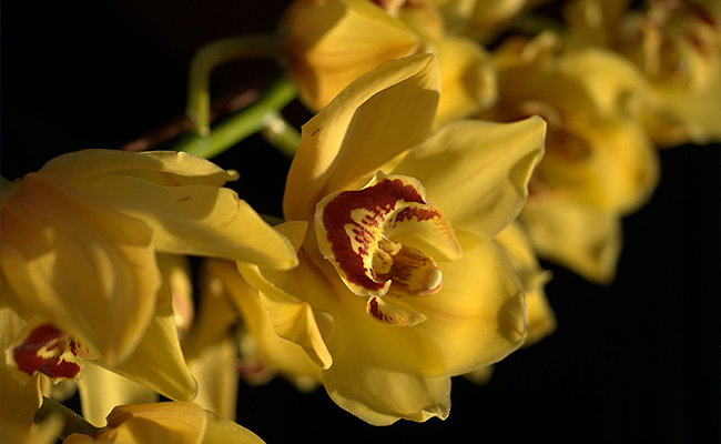 Yellow Orchids