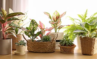 New Year Plants