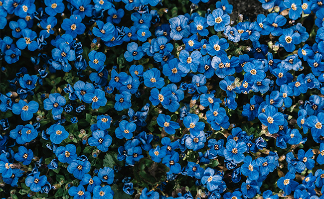 meaning behind different flower colors