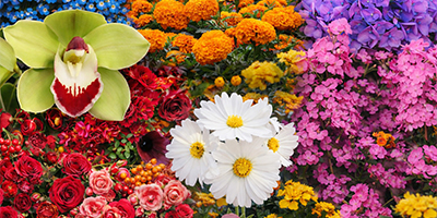 meaning behind different flower colors