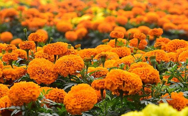 meaning behind different flower colors