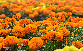 meaning behind different flower colors