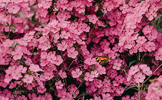 meaning behind different flower colors