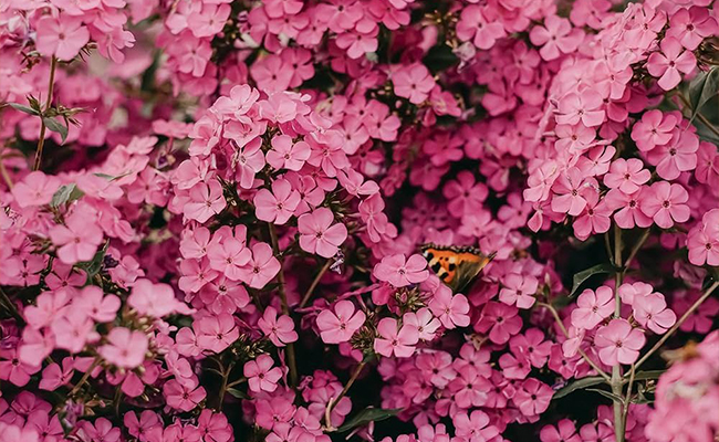 meaning behind different flower colors