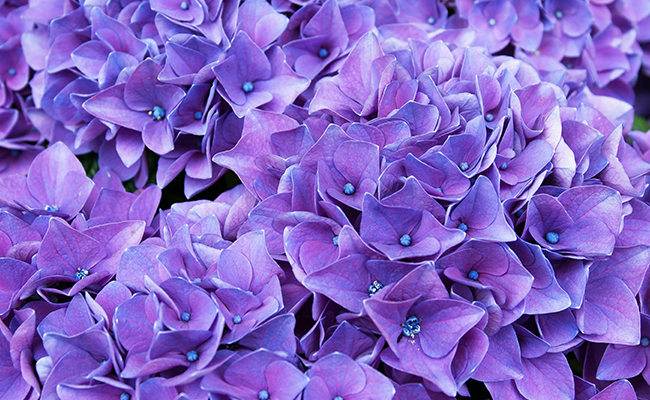 meaning behind different flower colors