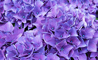 meaning behind different flower colors