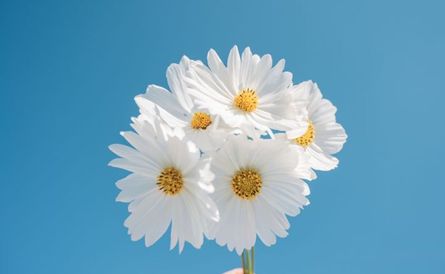 meaning behind different flower colors