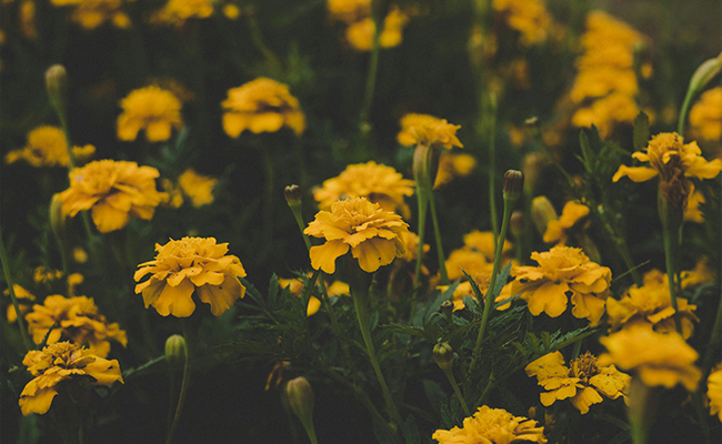 meaning behind different flower colors