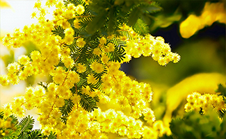 Mimosa