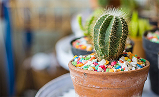 Quirky Plant