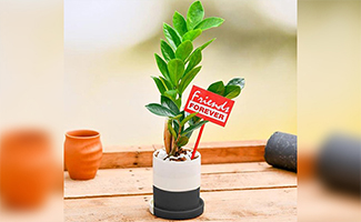 Indoor Plants